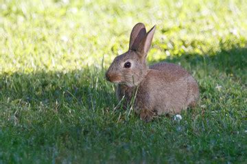 Im garten haben wir es meist mit zwei mausarten zu tun: Bilder und Videos suchen: mümmelmann