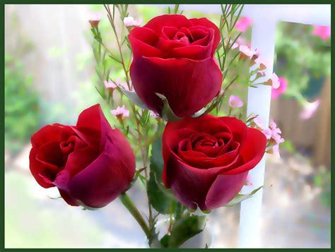 See more ideas about beautiful roses bouquet, beautiful roses, beautiful photos of nature. World's Top 100 Beautiful Flowers Images Wallpaper Photos ...