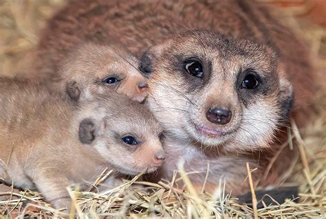 Baby Meerkat And Mom
