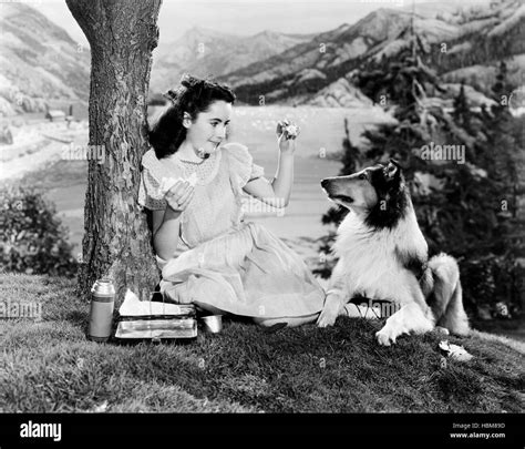 Courage Of Lassie Elizabeth Taylor 1946 Stock Photo Alamy