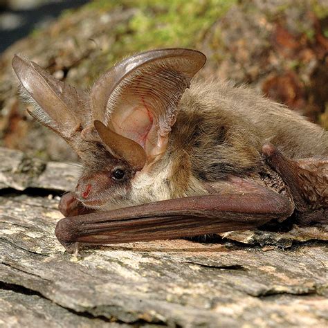 Brown Long Eared Bat Waterbeach
