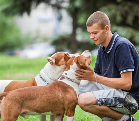 Key Facets Of Responsible Dog Ownership | The Corner Vet - Houston Heights