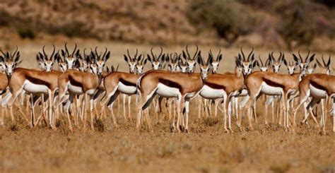 They have long, narrow, pointed ears. African Animal of the Week: Springbok PICS - Wide Open ...