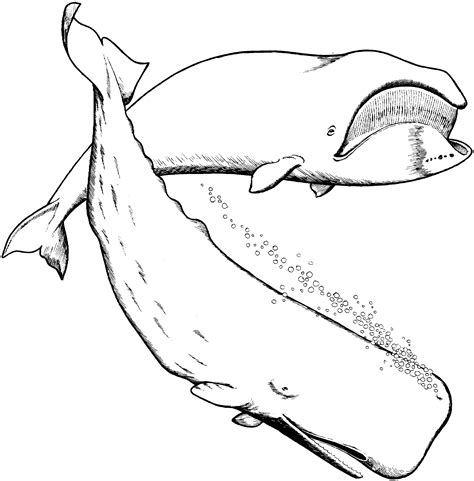 247 Dessins De Coloriage Baleine à Imprimer Sur Page 13