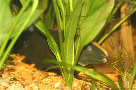 Black Ghost Knife Fish Apteronotus Albifrons Fish Tank Fish Plants