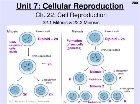 Ppt Unit 7 Cellular Reproduction Powerpoint Presentation Free