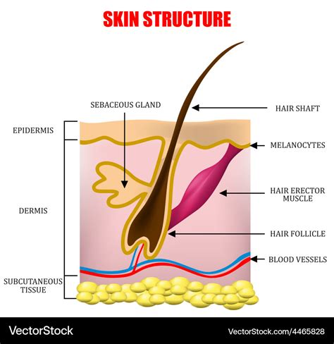 Skin Structure Royalty Free Vector Image Vectorstock