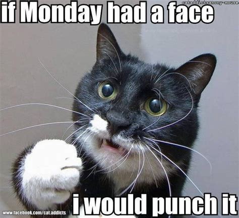 Funny Monday Cat Meme