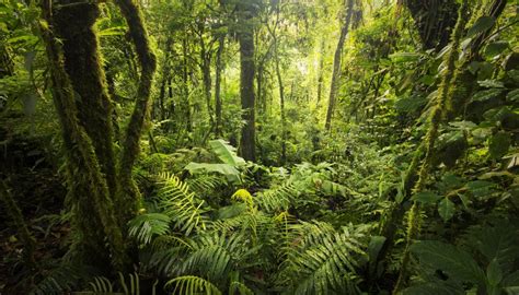 Rainforest Weather And Climate Sciencing