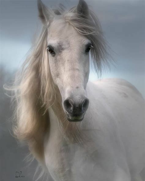 Friesian Horse Horses White Horse Photography Pretty Horses