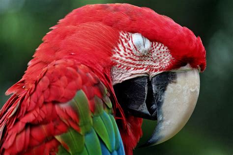 Sleeping Macaw By Parrotgodfather On Deviantart