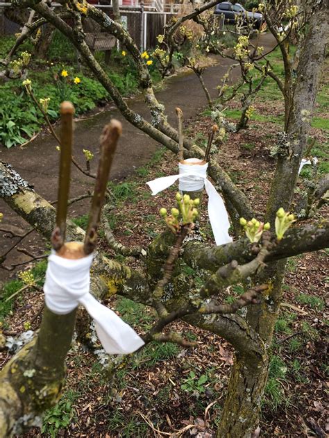 Grafting and budding fruit trees. Grafting Fruit Trees: cleft grafting, shield budding, and ...