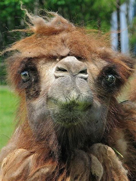 Pin on hump day