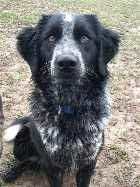 Australian shepherds and labrador retrievers mix breeds are widely known for their intelligence and friendly. Dog for adoption - Jasmine, an Australian Shepherd ...