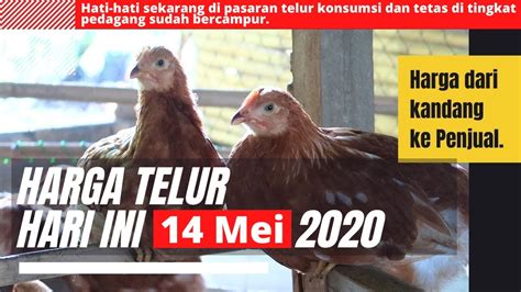 Hargaayambroiler #ayambroiler #peternakayambroiler #2020 harga ayam broiler minggu, 22 maret 2020 harga ayam broiler ini. Harga Telur Ayam Hari ini kamis 14 Mei 2020 - YouTube