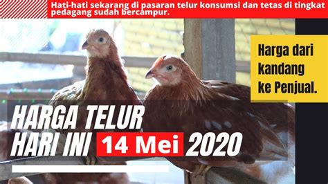 Anda bisa memulai bisnis ini dari modal yang terkecil hingga. Harga Telur Ayam Hari ini kamis 14 Mei 2020 - YouTube