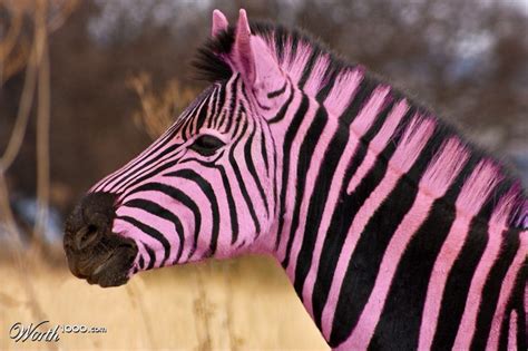 Pink Zebra Worth1000 Contests