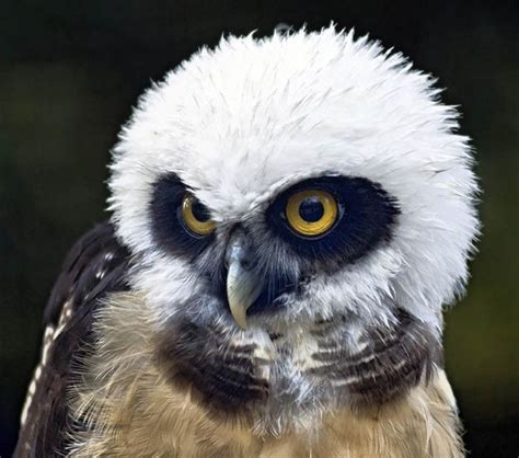 10 Awesome Facts About Owls 15 Pics Baby Owls Animal Babies 10