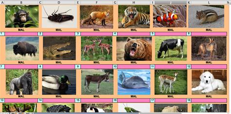 Nombre De Animales En InglÉs Name Of Animals