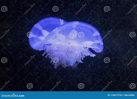 Cassiopea Andromeda Jellyfish Stock Photo Image Of Shallow