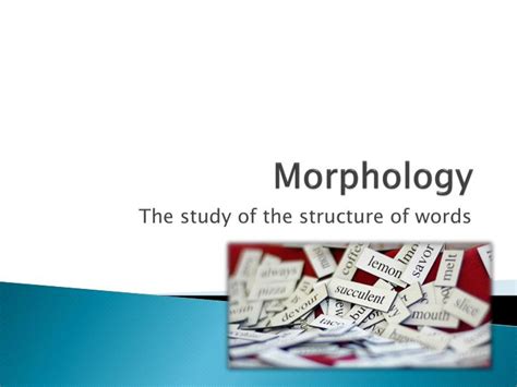 Ppt Morphology Powerpoint Presentation Free Download Id2309395