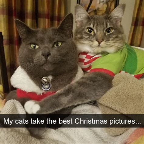 10 Hilarious Cat Snapchats That Are Im Paw Sible Not To