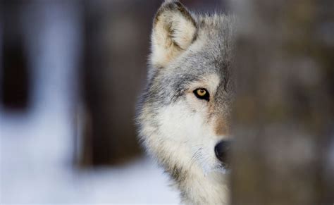 Encounters With Wolves Cosmos Magazine