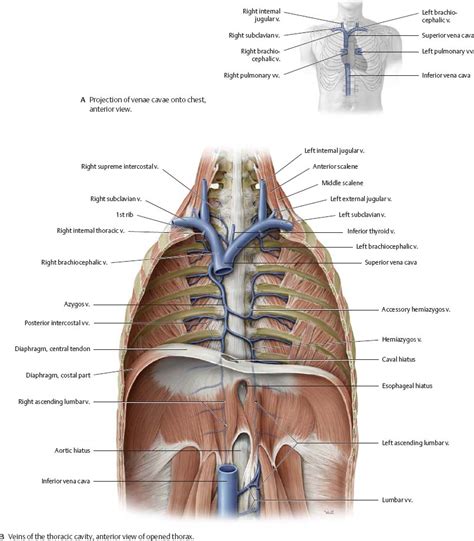 Thoracic Cavity Anatomy Anatomical Charts And Posters