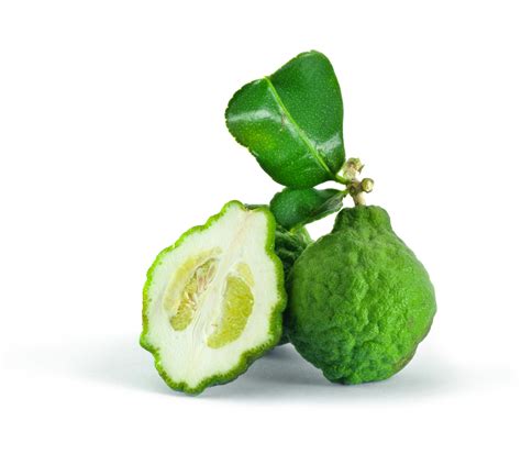 Learn more about bergamot uses, effectiveness, possible side effects, interactions, dosage, user ratings and products that contain bergamot. BERGAMOT CALABRIAN| NAVA AROMASCIENCE