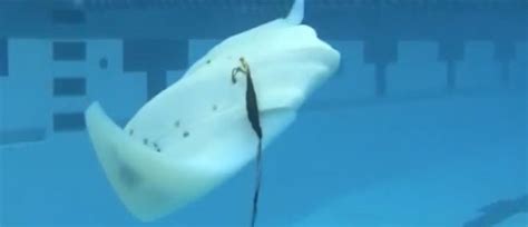 Mantabot Swims Like A Manta Ray High T3ch