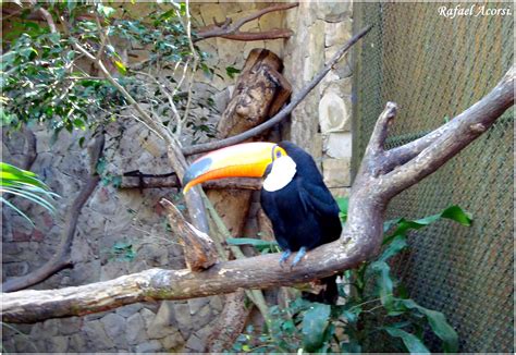 Todo mês, nossos leitores acessam mais de 50 milhões de páginas na aleteia. # Tucαno Toco. | Nome em Inglês: Toco-Toucan Nome ...