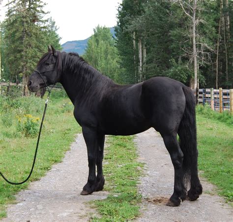 A Black Draft Horse Named Atticus Horse Breeds Canadian Horse Horses