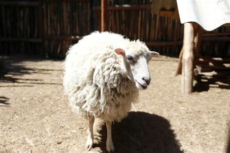 White Sheep In Petting Zoo Stock Photo Image Of Organic 251689244