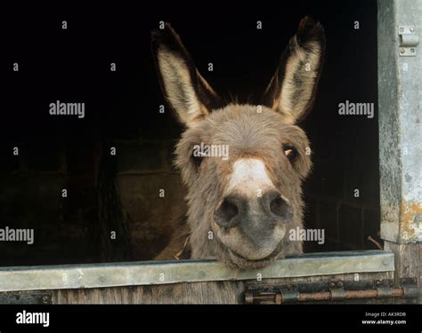Donkey In A Stable Stock Photo Alamy