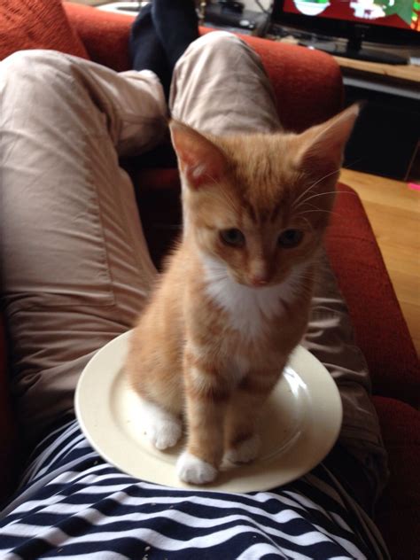 Churro Churro Schattige Kittens Katten