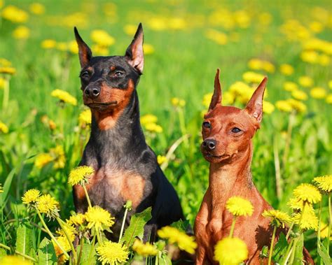 Quantos Anos Vive Pinscher