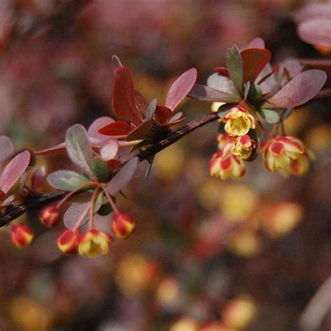 Yellow Spring Flowers Summer Yellow Evergreen Hedging Plants Shrubs