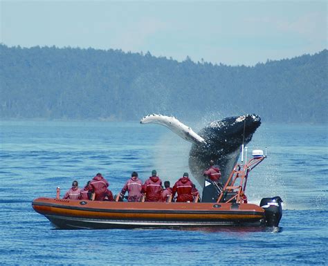 Go Whale Watching In Canada With Tourism Victoria Whale Watching