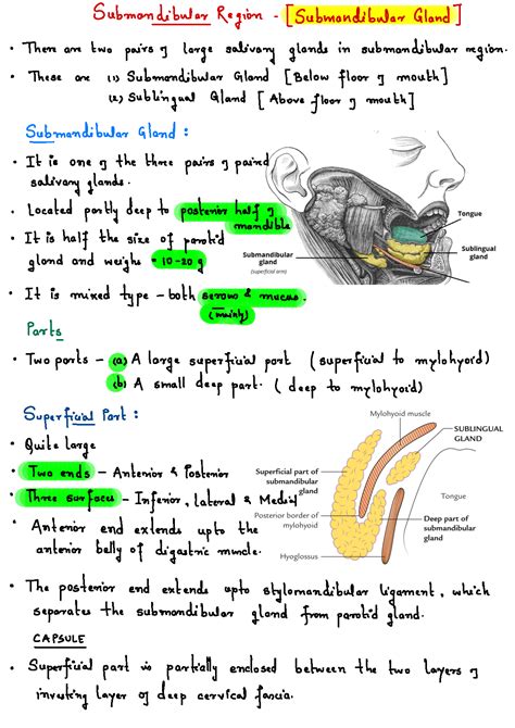 Solution Submandibular Region Salivary Gland Head Neck Anatomy