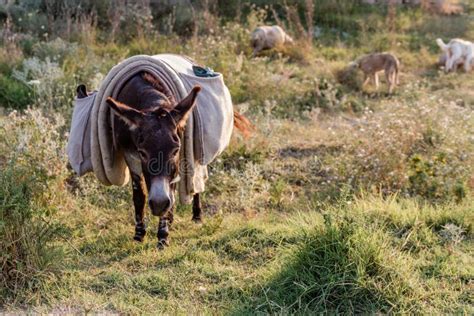 Donkey And Flock Of Sheep Grazing Stock Image Image Of Ecology