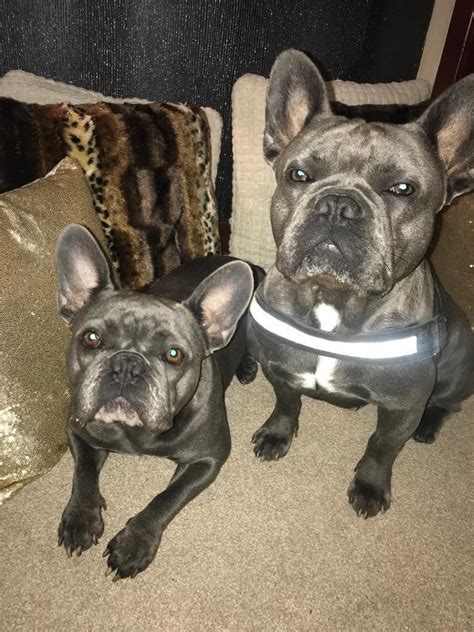 Gorgeous Male Kc Registered French Bulldog Puppies In Lenzie Glasgow
