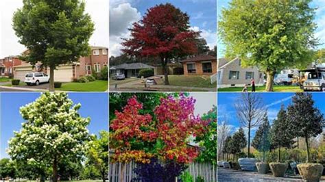 10 Best Trees To Plant In The Home Front Yard For Shade