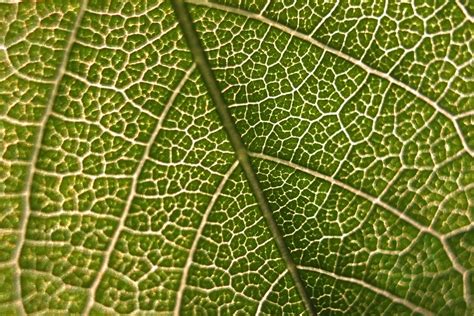 Free Images Nature Branch Leaf Flower Pattern Line Green Macro
