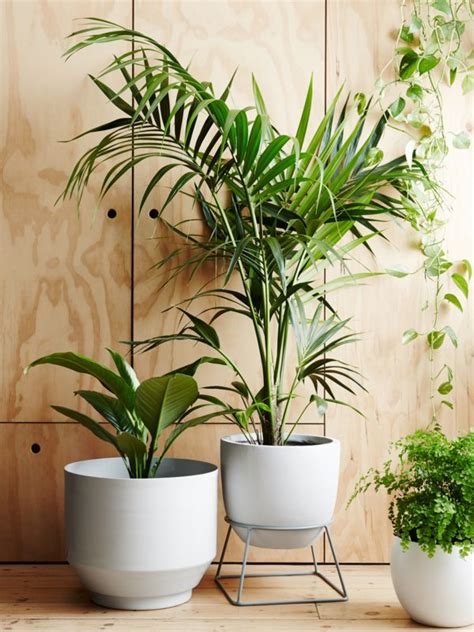 Some of the plants include the brazilian water ivy. Ivy Muse · Sanctuary | Plant stand, Indoor plants, Plants