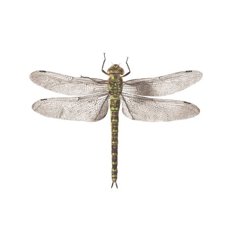 Direct Download Dragonfly Png Image Transparent Png Arts