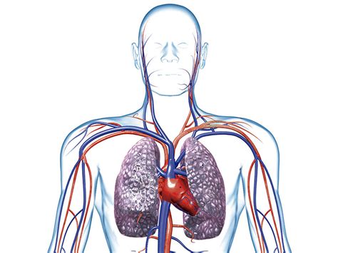 Cuerpo Humano Toda La Información Del Sistema Circulatorio Y Un