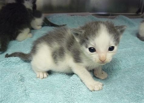 Mother Cats And Newborn Kittens Need Temporary Foster Homes