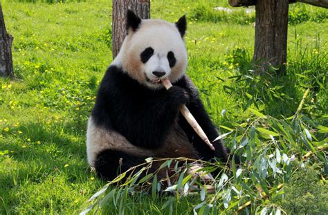 Panda Facts For Kids And Adults Information Pictures And Video