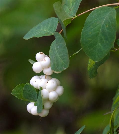 Snowberry Or Pearl Berry Tree Is Famous For Its White Berries Caring