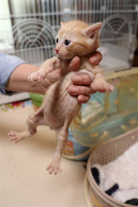 West Japan city achieves 'zero euthanasia' goal for public shelter